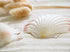 white scallop seashells